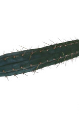 shamanita Cutting Macrogona 25 - 29 cm