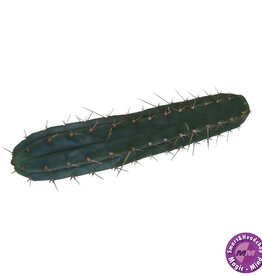 shamanita Cutting Macrogona 25 - 29 cm