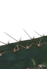 Mcsmart Cutting Macrogona 25 - 29 cm