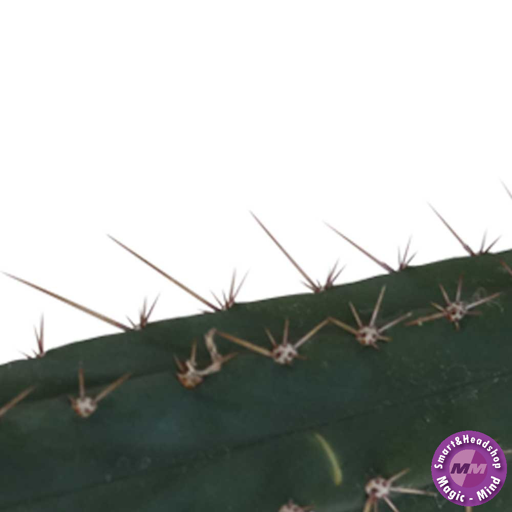 Mcsmart Cutting Macrogona 25 - 29 cm