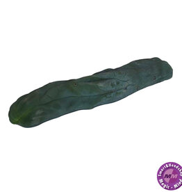 shamanita Cutting Monstrosus 25 - 29 cm