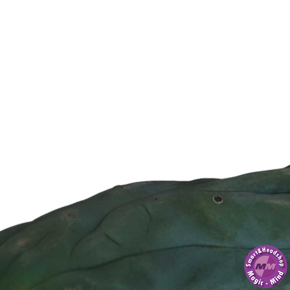 Mc smart Cutting Monstrosus 25 - 29 cm