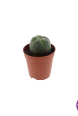 shamanita Peyote - 4 - 5 cm