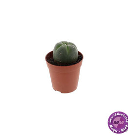 shamanita Peyote - 4 - 5 cm