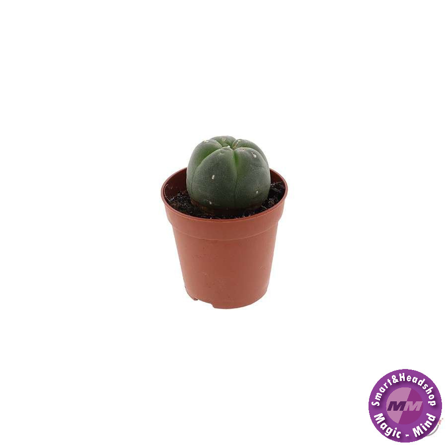 shamanita Peyote - 4 - 5 cm