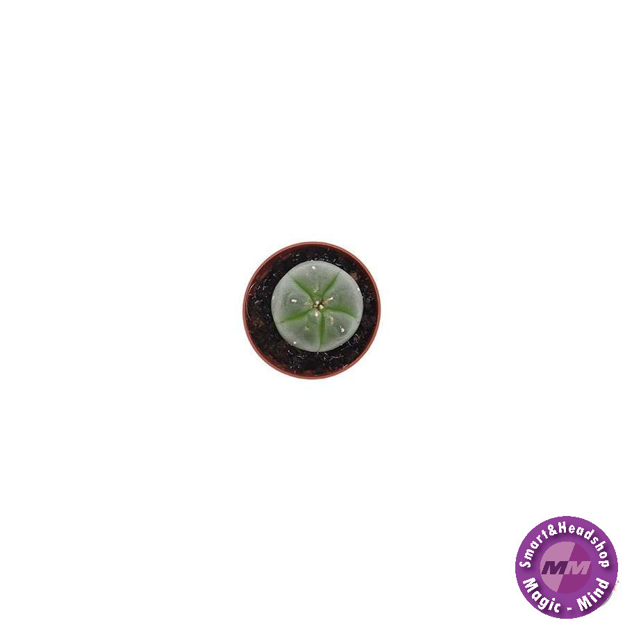 shamanita Peyote - 4 - 5 cm