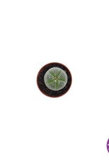 shamanita Peyote 3 - 4 cm