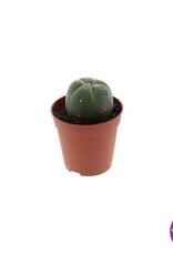 shamanita Peyote 3 - 4 cm