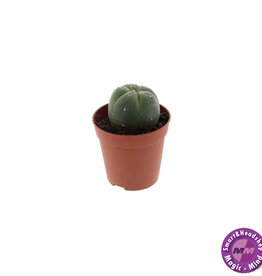 shamanita Peyote 3 - 4 cm