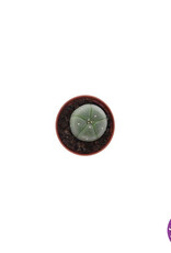 shamanita Peyote 2 - 3 cm