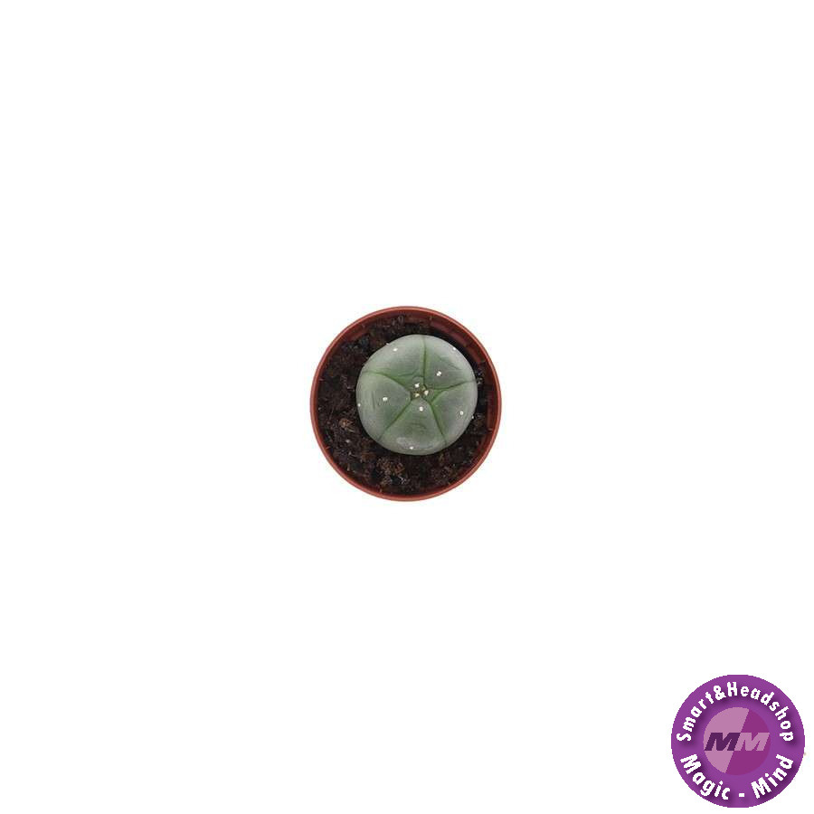 shamanita Peyote 2 - 3 cm