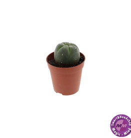 shamanita Peyote 2 - 3 cm