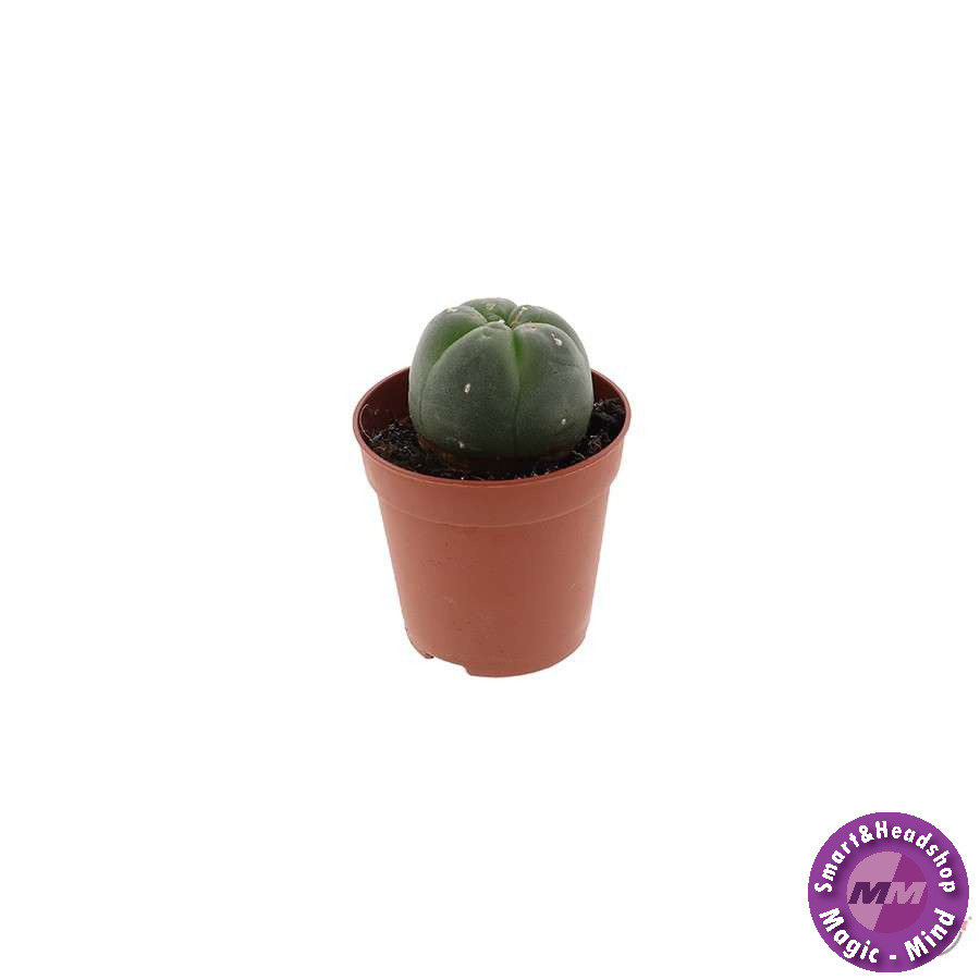 shamanita Peyote 2 - 3 cm