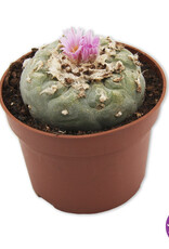 shamanita Peyote 7 - 10 cm