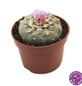 shamanita Peyote 7 - 10 cm