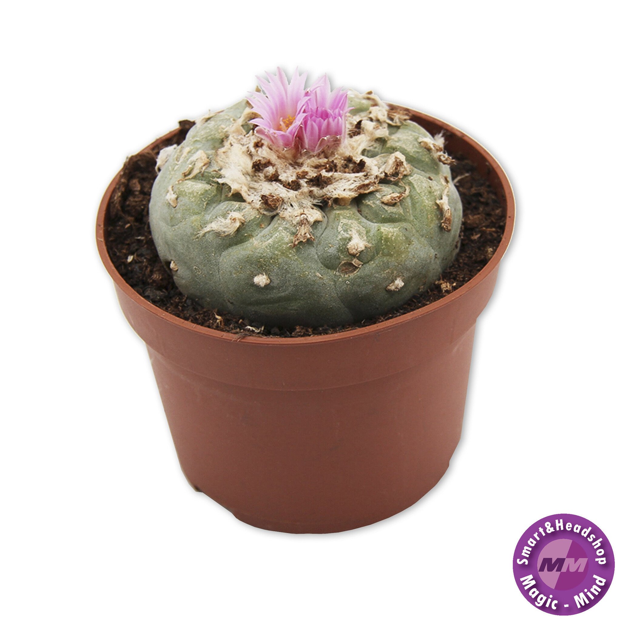 shamanita Peyote 7 - 10 cm