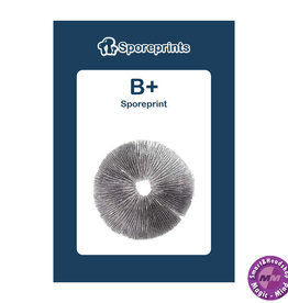 Sporeprints B+ Sporeprint
