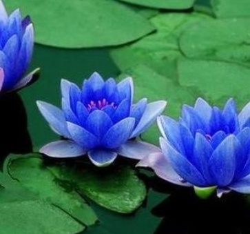 Blue Lotus Flowers