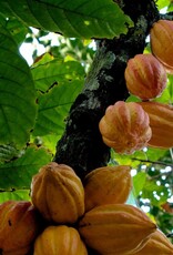 Caboclo Cacao