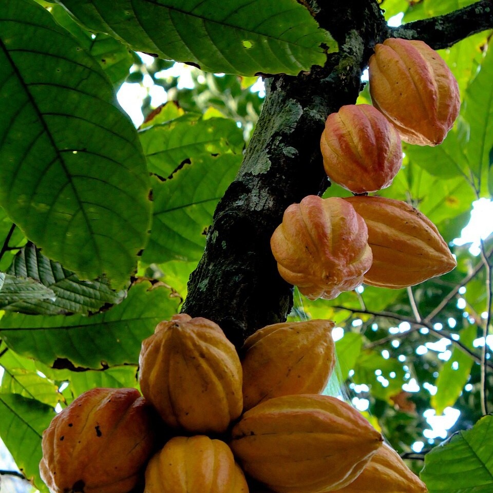 Caboclo Cacao