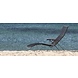 HOUE tuinmeubelen Click sunlounger | Diverse Kleuren HOUE tuinmeubelen Click sunlounger | Diverse Kleuren