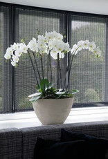 Witte Orchideeën in mooie schaal.