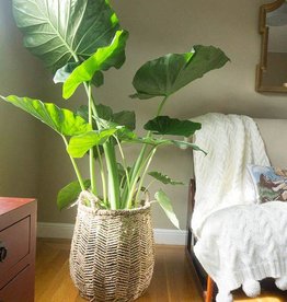 Alocasia