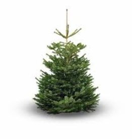 Kerstboom Nordmann
