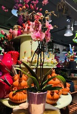 Prachtige roze orchidee in pot