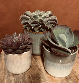 Succulenten Mix