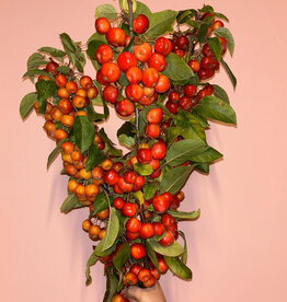 Appeltjes Cadeau