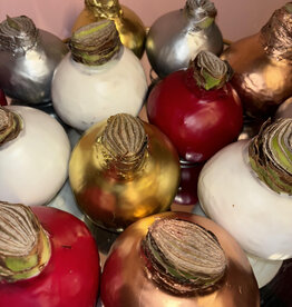 Amaryllis Bol Wax