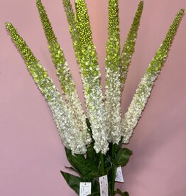 Delphinium
