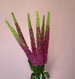 Delphinium