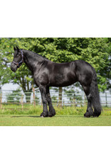 FryskWare® Losse hals