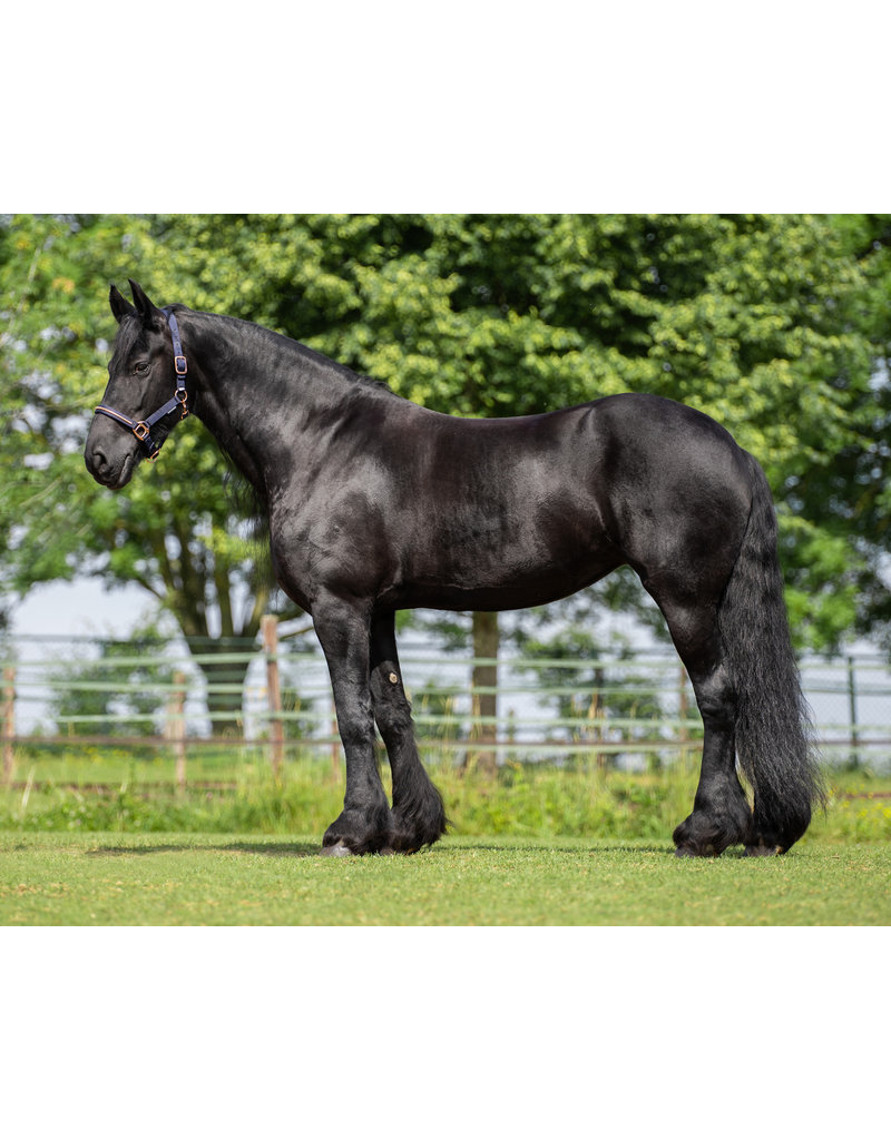 FryskWare® Losse hals