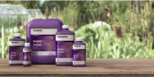 PLAGRON SUGAR ROYAL 250 ML