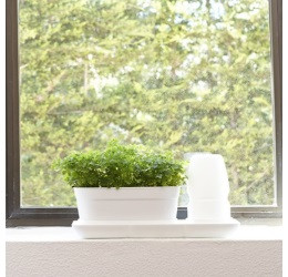 MiniGarden Basic S, Uno, wit