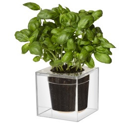 Boskke Cube, small, doorzichtig