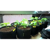 GRONEST AQUA BREATHE FABRIC POT 15 LITER 24.5 X 24.5 X 25 CM