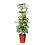 GARLAND GARLAND ZELF BEWATERENDE POT 11 LITER ROOD