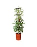 GARLAND ZELF BEWATERENDE POT 11 LITER ROOD