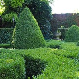 ECOSTYLE BUXUS BLADVOEDING GEBRUIKSKLAAR 750 ML