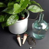 BLUMAT KAMERPLANT