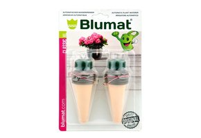 KAMERPLANT XL VERPAKT PER 2 VOOR POTTEN VANAF 15 CM
