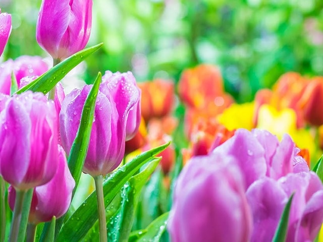 Tuin kalender April