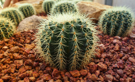 Cactus