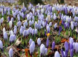 Tuin kalender Februari