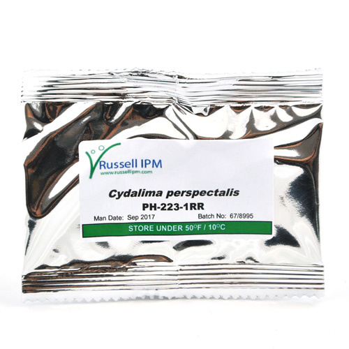 RUSSELL IPM BUXUSMOT FEROMOON CYDALIMA PERSPECTALIS