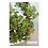 Minigarden MINIGARDEN VERTICAL 3 MODULE STARTER SET - KLEUR WIT